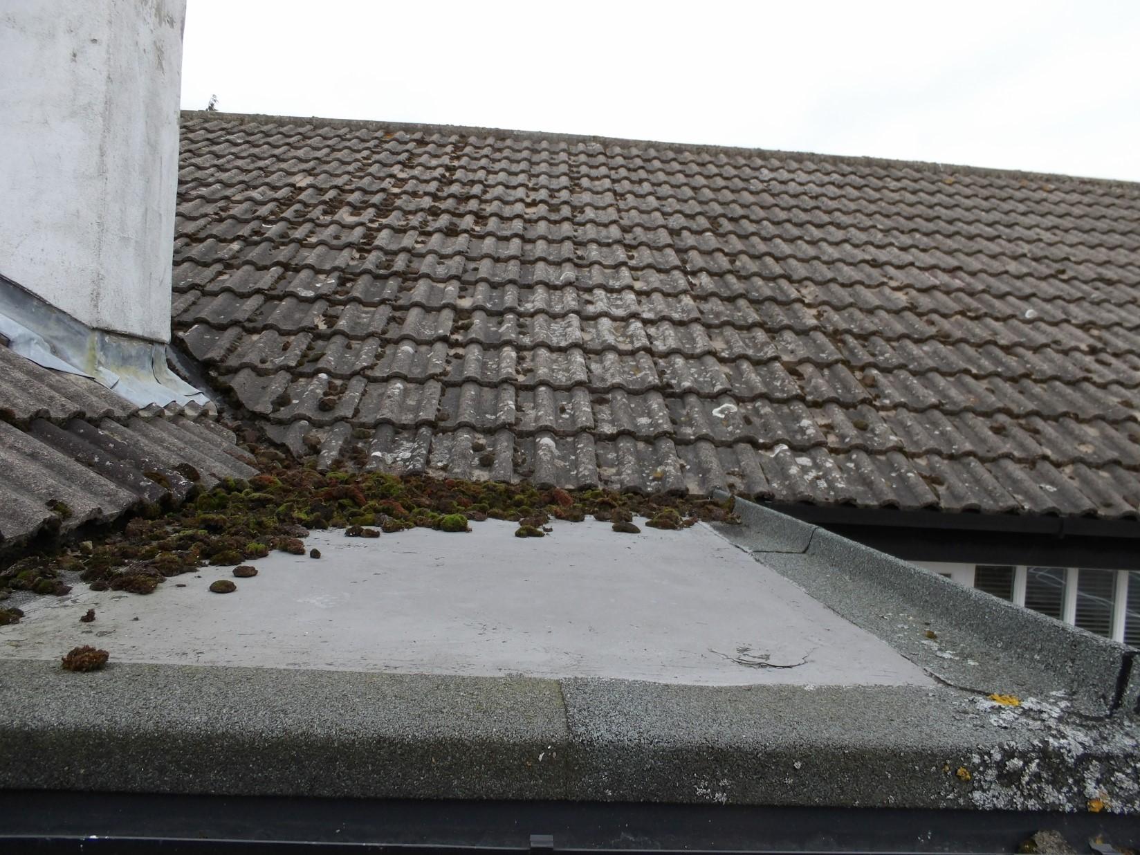 Moss on flat roof which should be removed.
