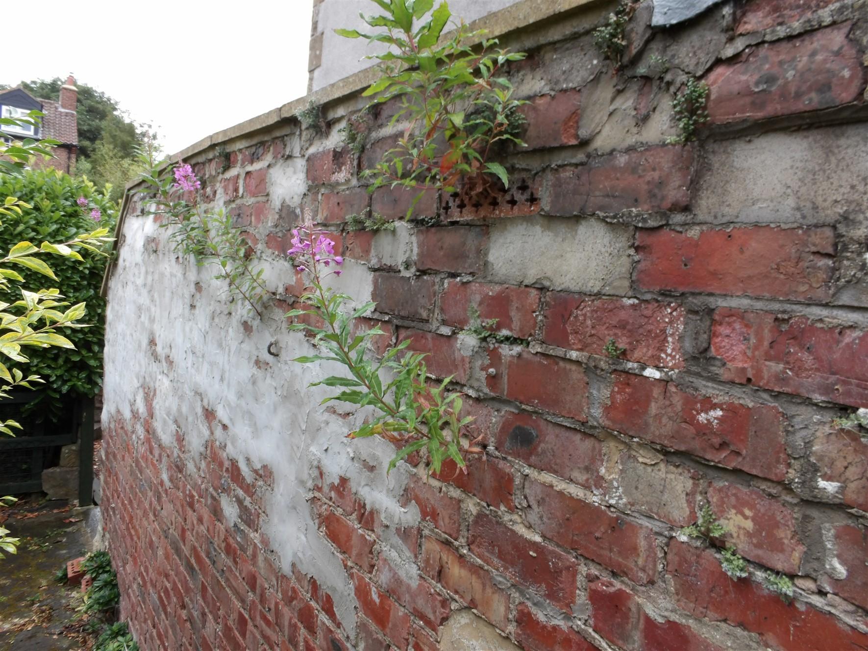 More pesky weeds, now growing out of a wall!!!